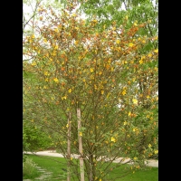 Fremontia Californica (fam. Sterculiacees) (Californie) (1)